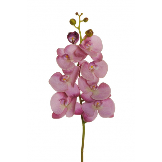 Orchidea con stelo, altezza 102 cm