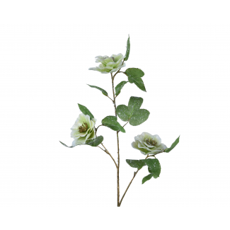 Fiore di elleboro verde, altezza 52 cm