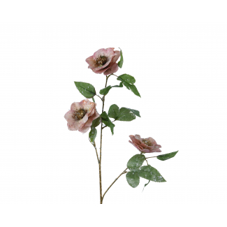 Fiore di elleboro rosa, altezza 52 cm