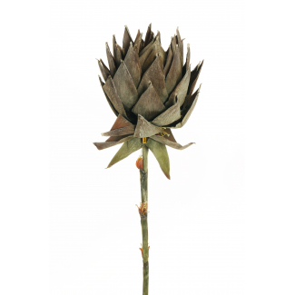 Fiore "Protea" con stelo, altezza 107 cm, vari colori