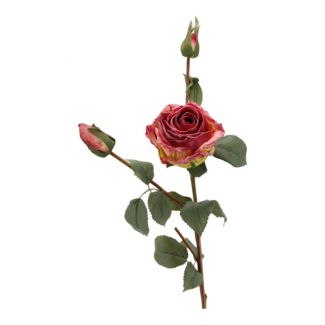 Rosa con stelo e boccioli, altezza 64 cm, vari colori