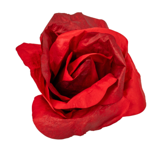 Rosa in TNT impermeabile rossa, varie misure
