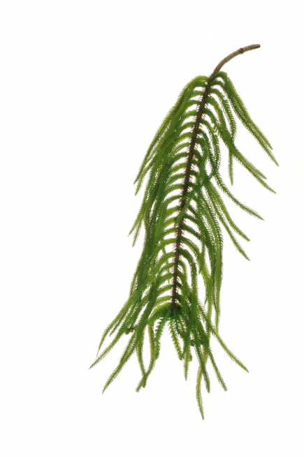Ramo di "Araucaria" verde, altezza 75 cm