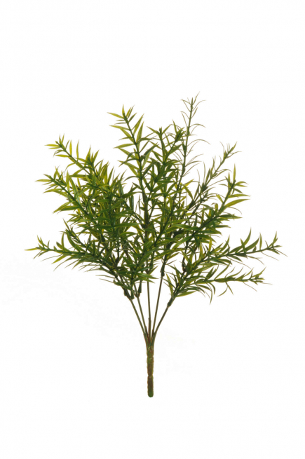 Cespuglio di rosmarino verde, altezza 38 cm