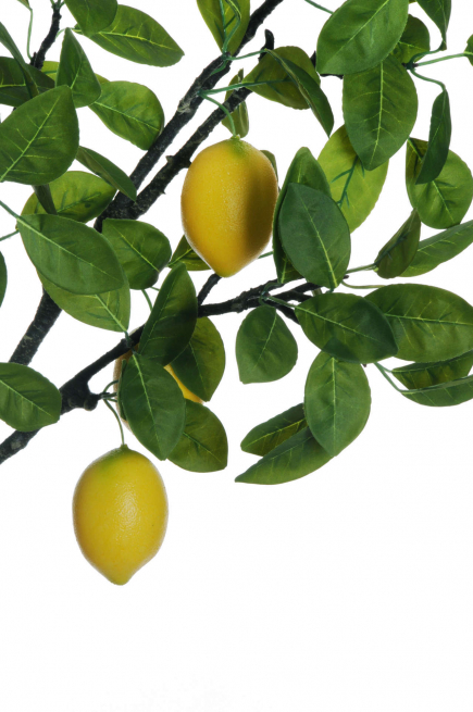 Ramo di limone con foglie e frutti, altezza 120 cm