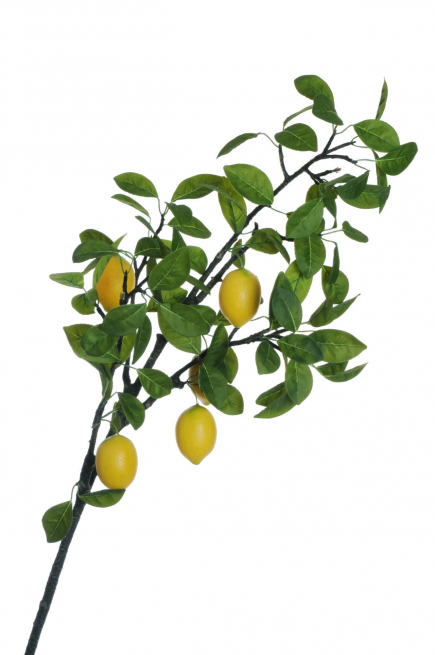 Ramo di limone con foglie e frutti, altezza 120 cm