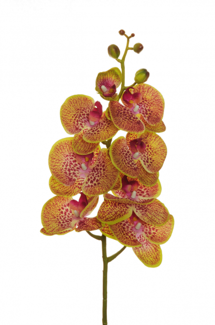 Orchidea bianca con stelo, altezza 102 cm