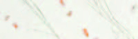 Carta Kozo floral fiori arancio e rametti fondo bianco, formato 55x80 cm, confezione da 10 fogli