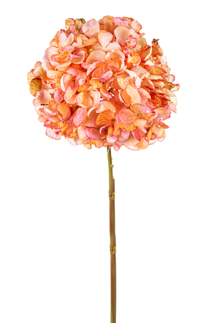 Ortensia singola con stelo rosa 62 cm
