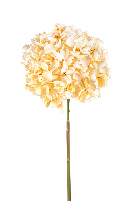 Ortensia singola con stelo crema 62 cm