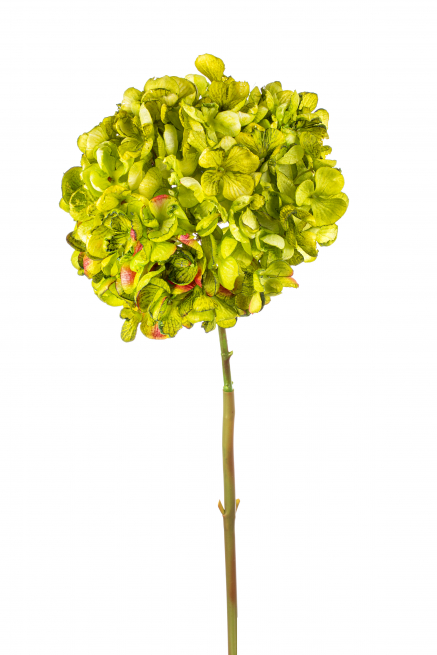 Ortensia singola con stelo verde 62 cm