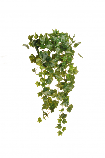 Cespugio di edera pendente verde, altezza 73 cm