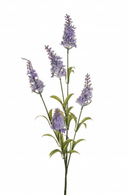 Mazzo di lavanda, altezza 71 cm