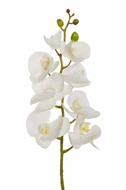 Orchidea bianca con stelo, altezza 102 cm