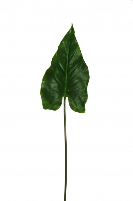 Foglia di calla verde, altezza 79 cm