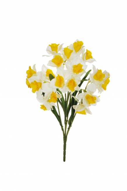 Cespuglio di narcisi crema e giallo, altezza 43 cm