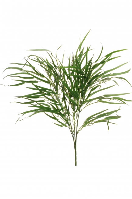 Cespuglio di "Grevillea" verde , altezza 65 cm