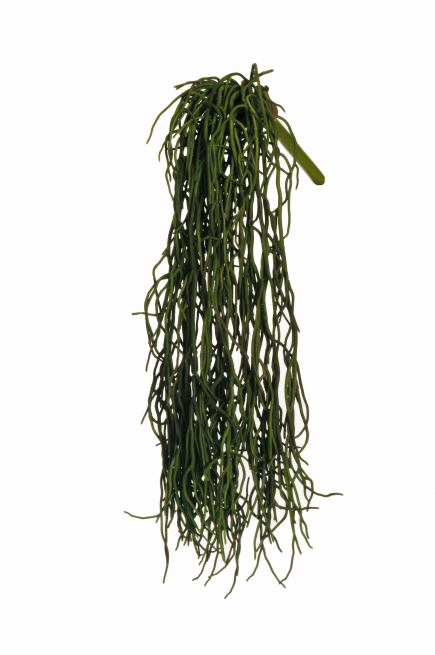Cespuglio cadente verde scuro, altezza 56 cm