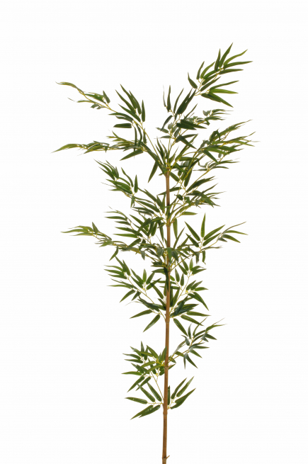 Canna di bambù verde, altezza 160 cm