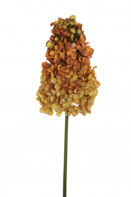 Ortensia "Paniculata", altezza 90 cm, vari colori