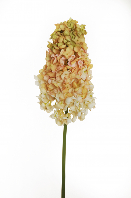Ortensia "Paniculata", altezza 90 cm, vari colori
