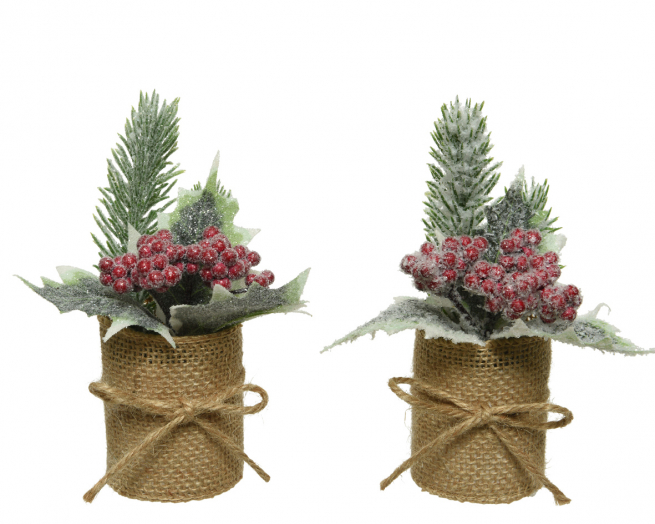 Pino con bacche in vaso, diametro 5 cm, altezza 15 cm