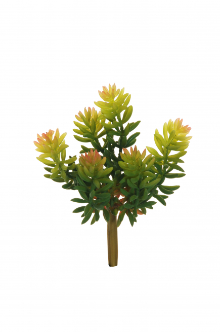Pianta succulenta verde, altezza 17 cm