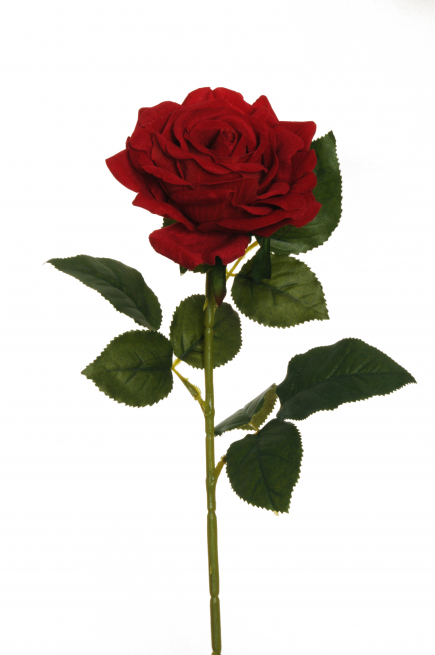 Rosa "Regina" in velluto rosso con stelo, altezza 74 cm