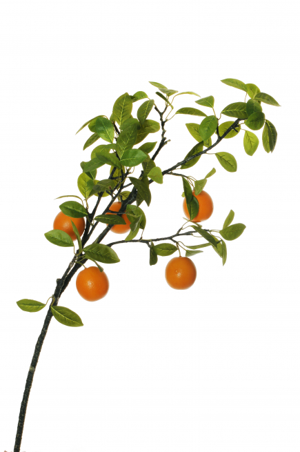 Ramo di arancio con frutti, altezza 120 cm