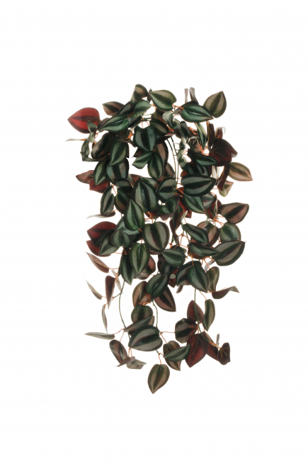 Cespuglio di "Tradescantia" cadente, altezza 65 cm, vari colori