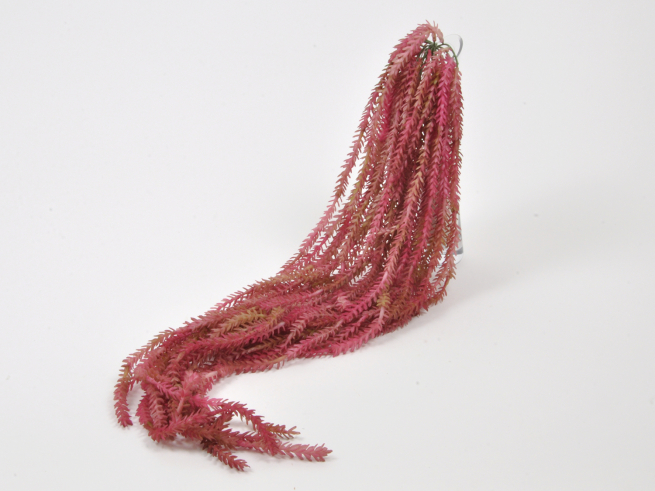 Ramo di cactus succulento rosa, lunghezza 86 cm