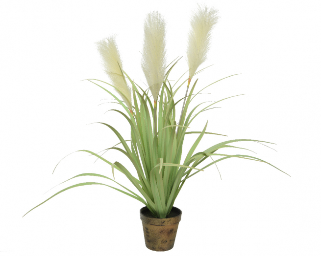 Pampas bianca con stelo verde in vaso, altezza 70 cm