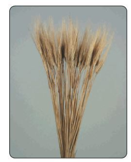 Mazzo spighe di grano naturali in busta da 400 gr, altezza 95 cm