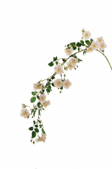 Ramo di rosa selvatica, altezza 153 cm
