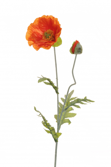 Papavero arancione con bocciolo e foglie, altezza 72 cm