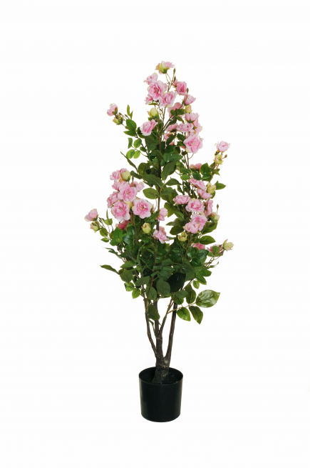 Pianta rosa "Polyantha" con vaso nero, fiori rosa e foglie verdi, varie altezze