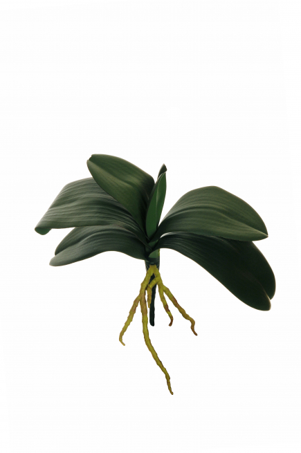 Foglia d'orchidea verde con radici, altezza 29 cm