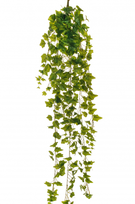 Cespuglio di edera cadente verde, lunghezza 180 cm
