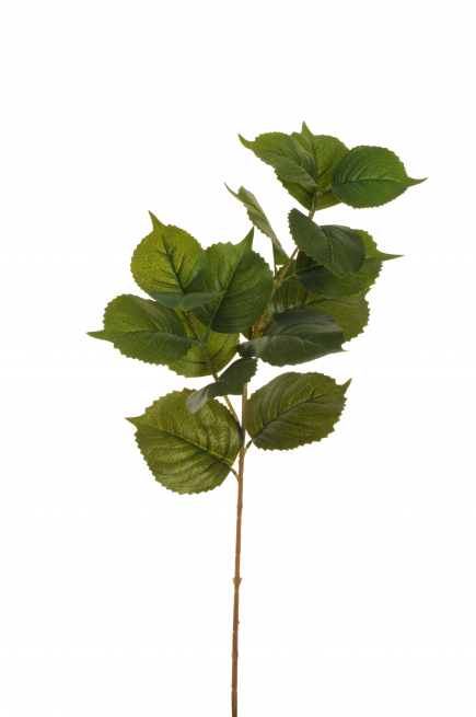 Ramo con foglie di ficus verde, altezza 70 cm