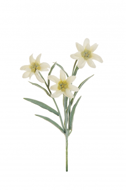 Ramo con fiori di stella alpina bianca, altezza 29.5 cm