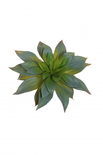 Pianta grassa "Echeveria", diametro 26 cm, altezza 16 cm