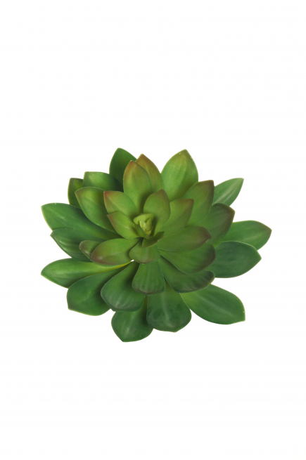 Pianta grassa "Echeveria", diametro 32 cm, altezza 22 cm