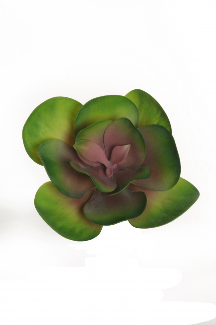 Pianta grassa "Aeonium", diametro 25 cm, altezza 24 cm