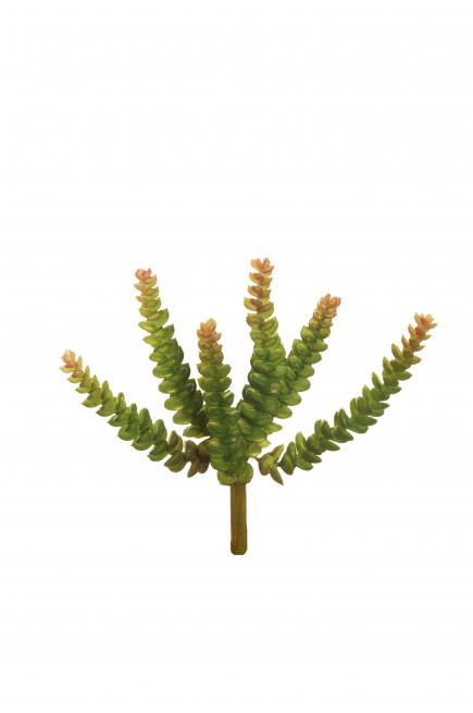Pianta grassa "Roccia con anima", altezza 20 cm