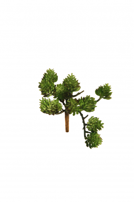 Pianta grassa "Sedum album", altezza 12.5 cm
