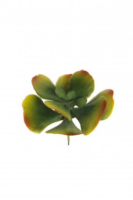 Pianta grassa "Crassula ovata", diametro 15 cm, altezza 16 cm