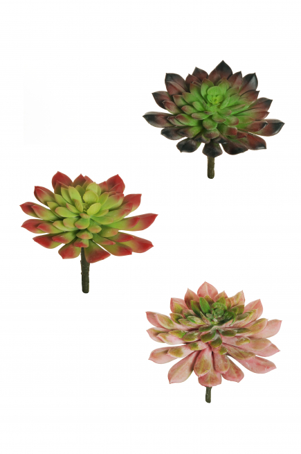 Pianta grassa "Echeveria", diametro 11 cm, altezza 19 cm