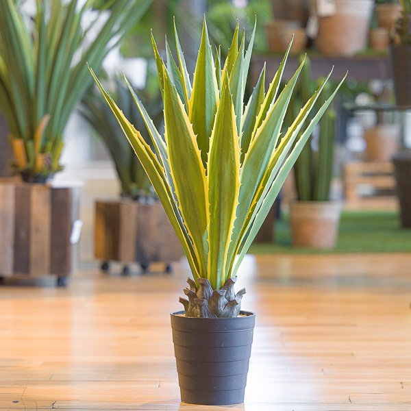 Pianta di agave in vaso, altezza 100 cm