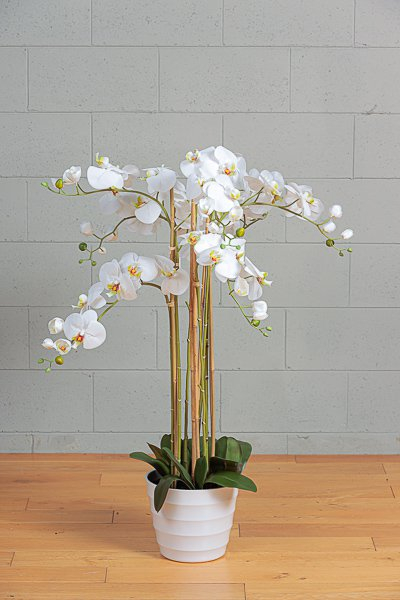 Orchidea bianca in vaso, altezza 118 cm