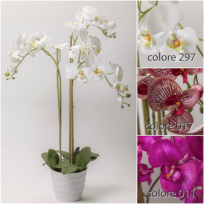 Orchidea variegata bordeaux in vaso, altezza 91 cm